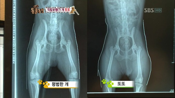 [동물농장] 지팡이 짚고 걷는 심봉사 개 또또라오 | 인스티즈
