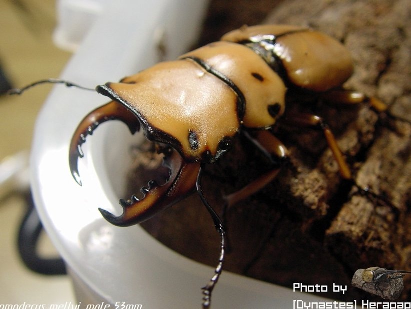 간지나는 곤충들(혐오주의).jpg | 인스티즈