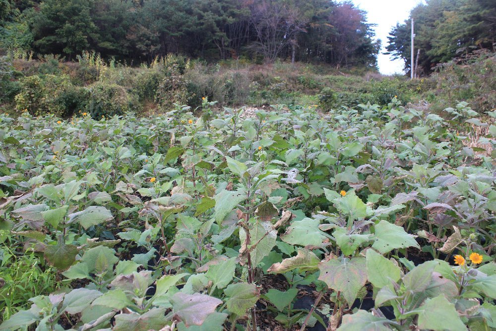 산중농원 이미지