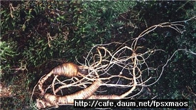 백두산렌트카 이미지