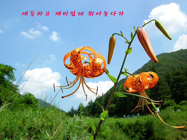 꽃밭에서 이미지