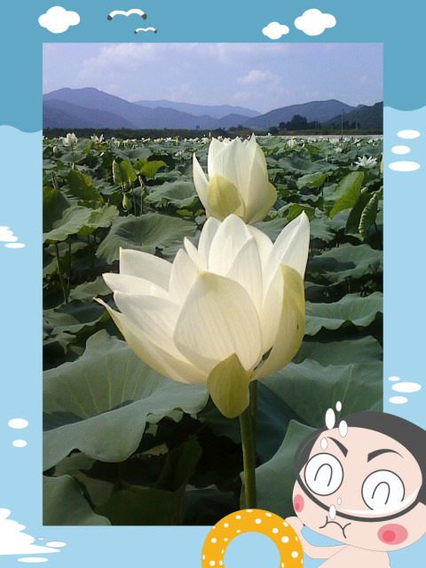 연꽃세상 이미지