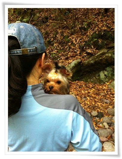 더치치 이미지
