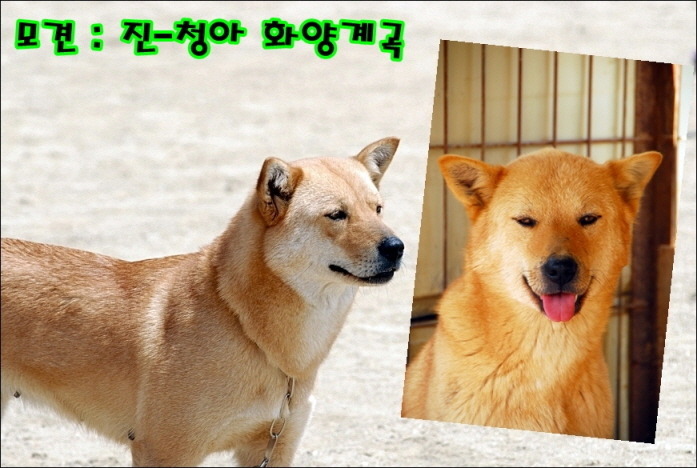 청아 이미지