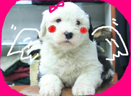 도담이 이미지