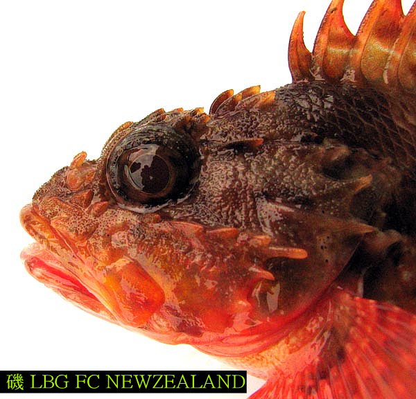 130FE7334D4E8AD21196DF