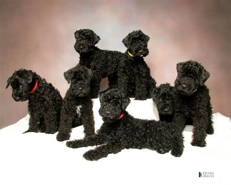 각 나라를 대표하는 국견(개)들 [삐쥐유/귀여움주의] | 인스티즈