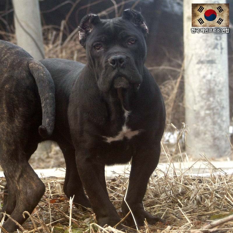 흑돈 이미지