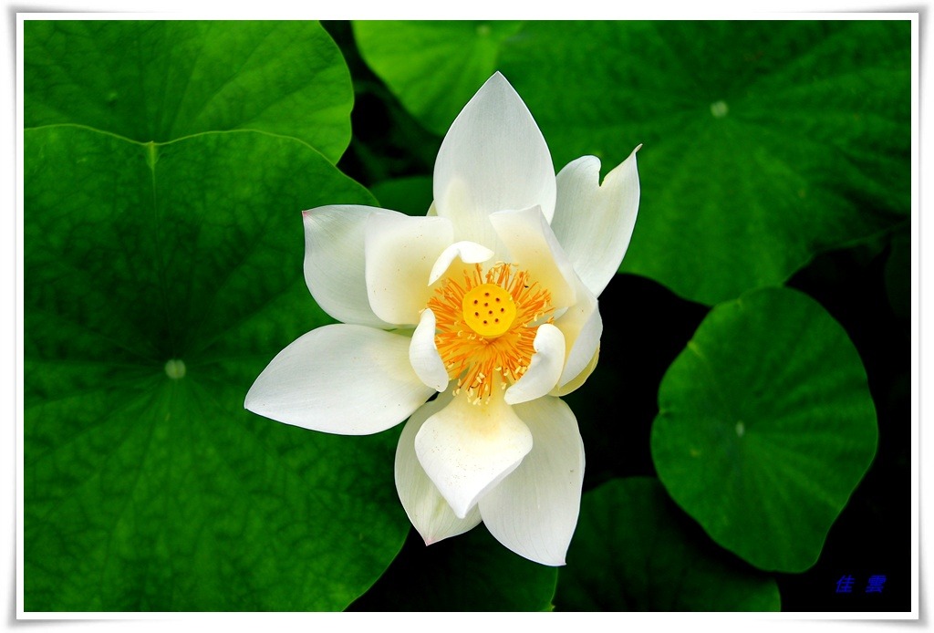 고성보리수 이미지