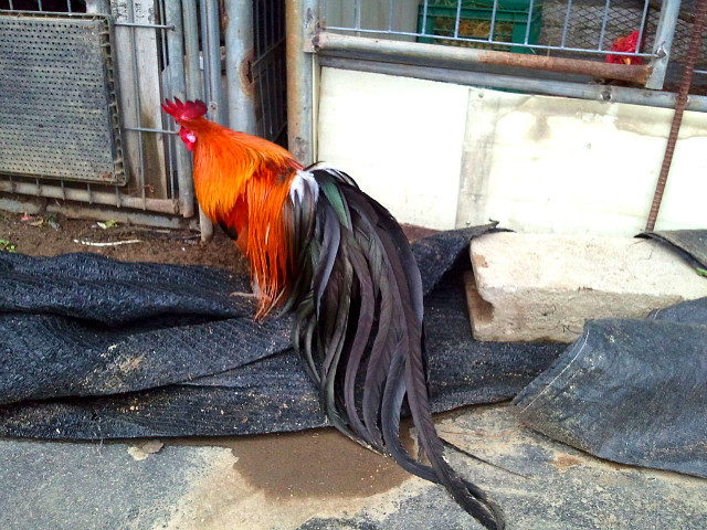 피닉스 이미지