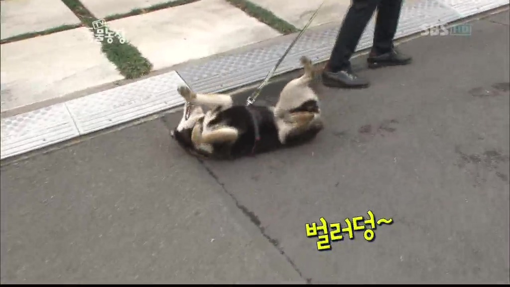 [동물농장] 목줄로 질질 끌려다니는 개.JPG | 인스티즈
