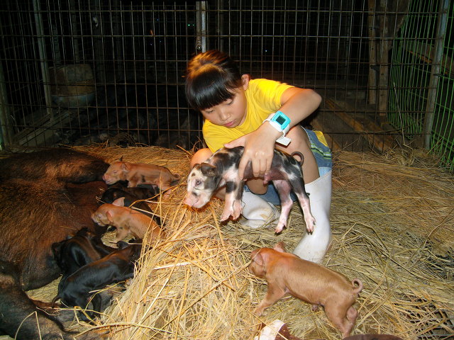 복돼지 이미지