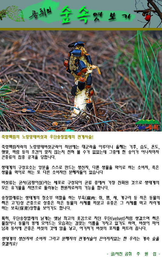 백림 이미지