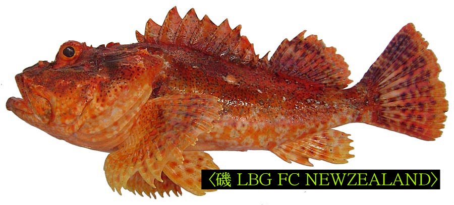 1406E14C4D4E82C2311A8A