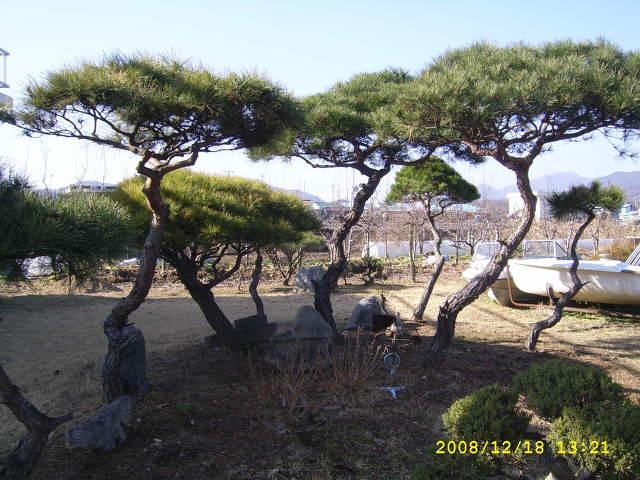 소나무가든 이미지
