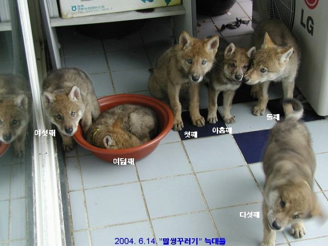 늑대 이미지
