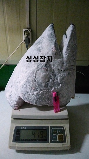 싱싱참치 이미지