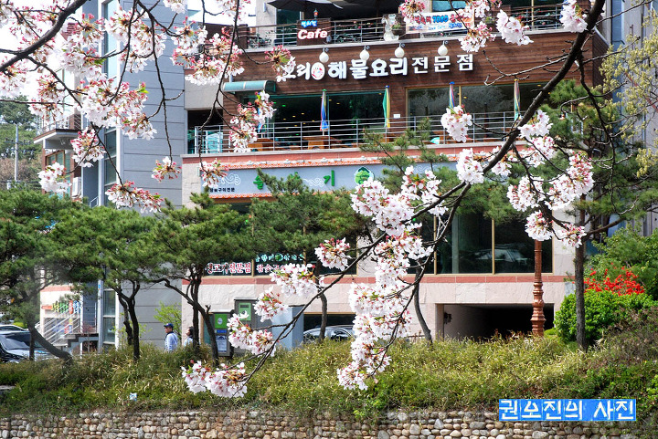 오리대가 이미지