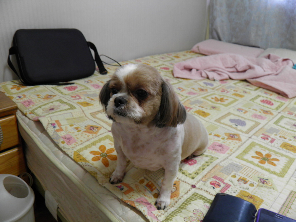 뚱이양이 이미지