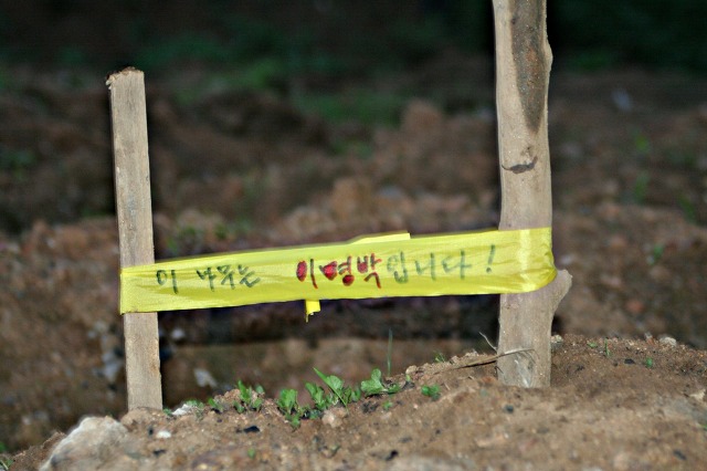 리본나무 이미지
