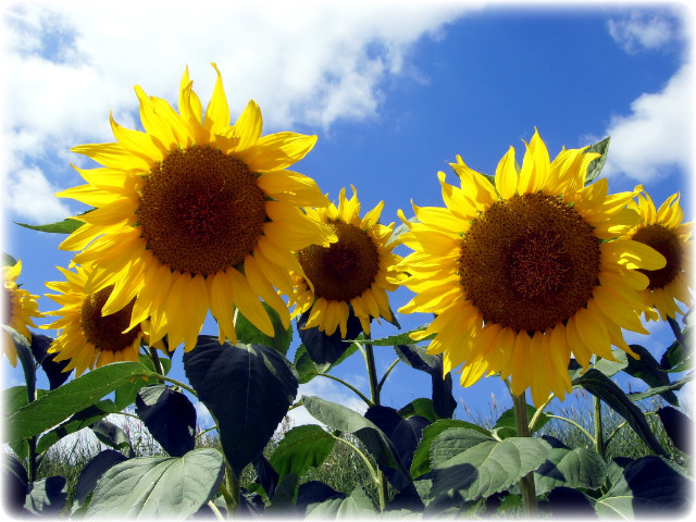 150A701A4AB5556E3DF66B