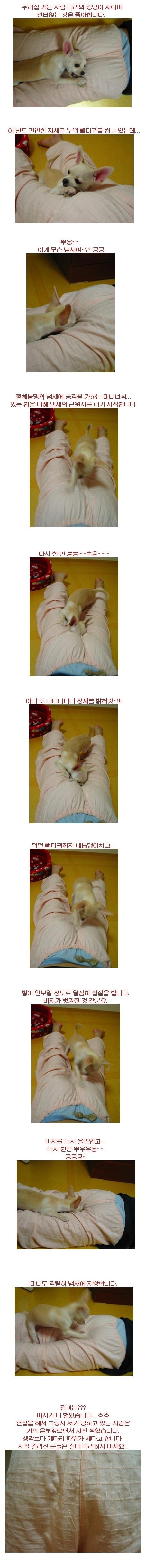 강아지한테 방귀뀌지 맙시다 | 인스티즈