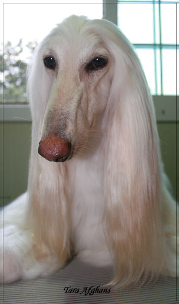 오드리 이미지