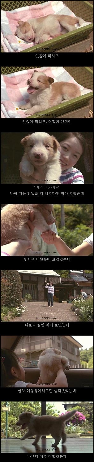 개의 일생 | 인스티즈