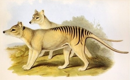 인간이 멸종시킨 동물 | 인스티즈