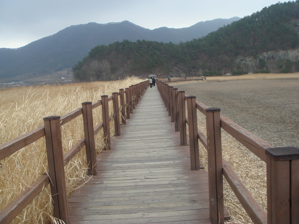 순천만 숲3 이미지