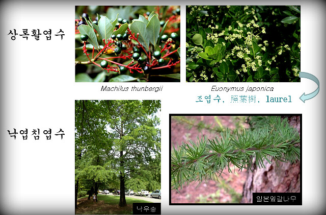 활엽수 이미지