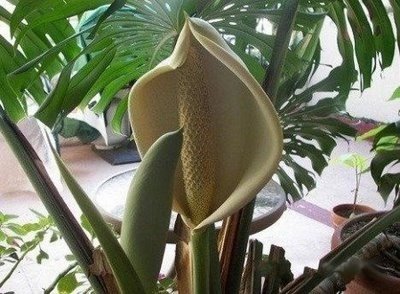 신기야채 이미지
