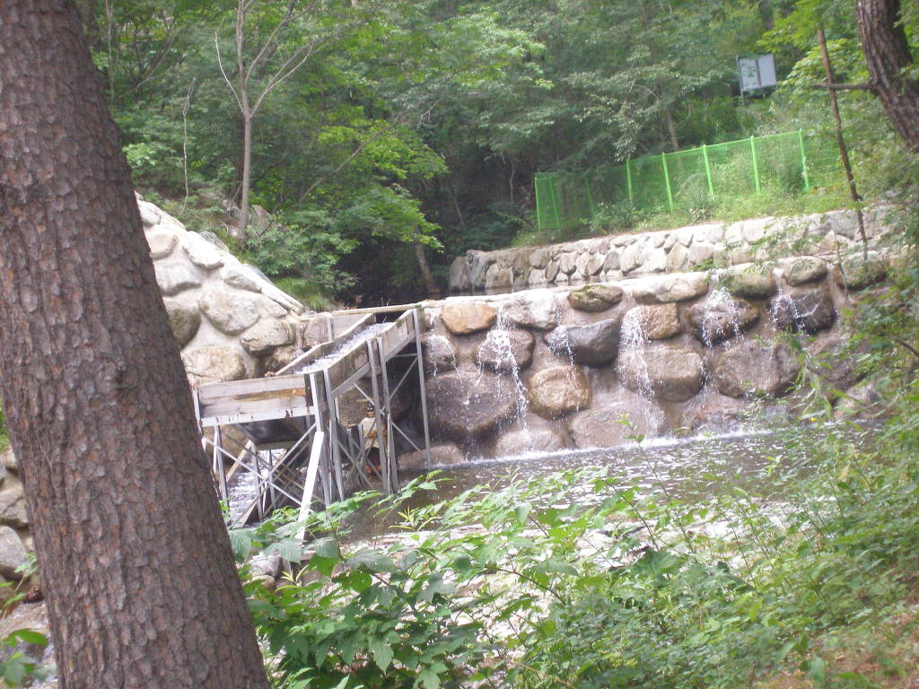 소나무 군락지 이미지