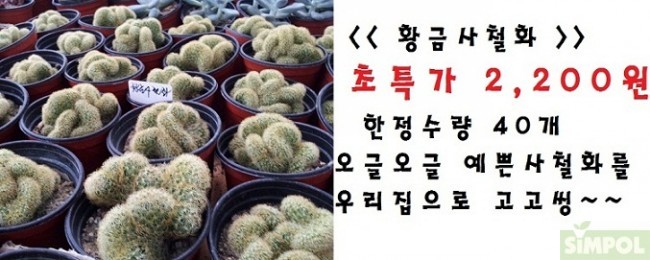 황금다육이와선인장 이미지