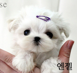 빅토리엔젤 이미지