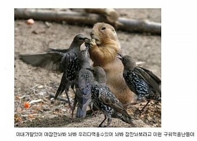 모이 이미지