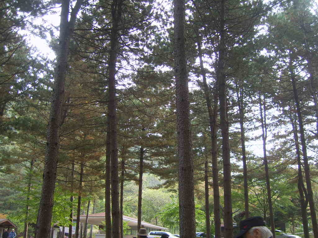 국립유명산자연휴양림 이미지
