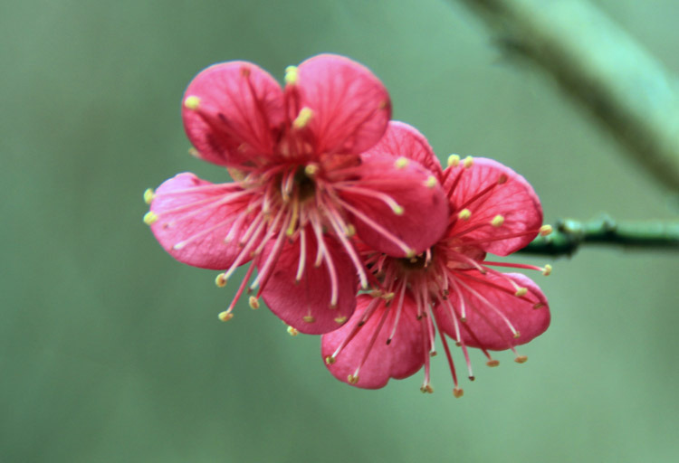 산유화 이미지