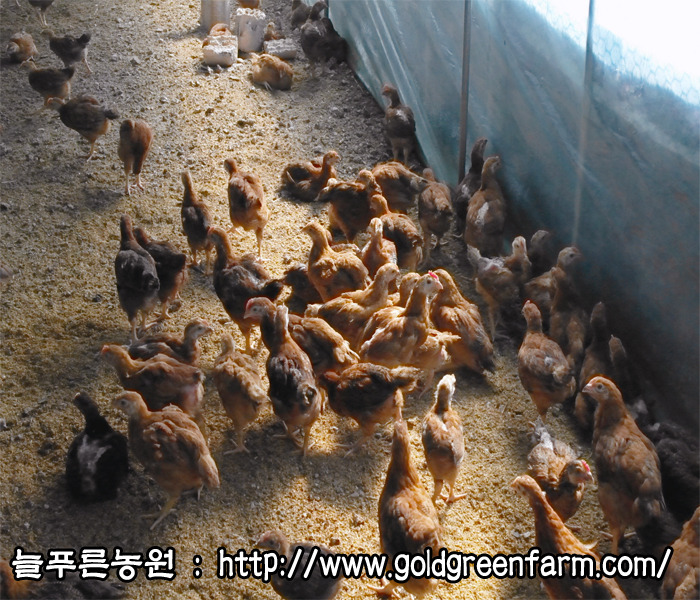 토종닭 이미지