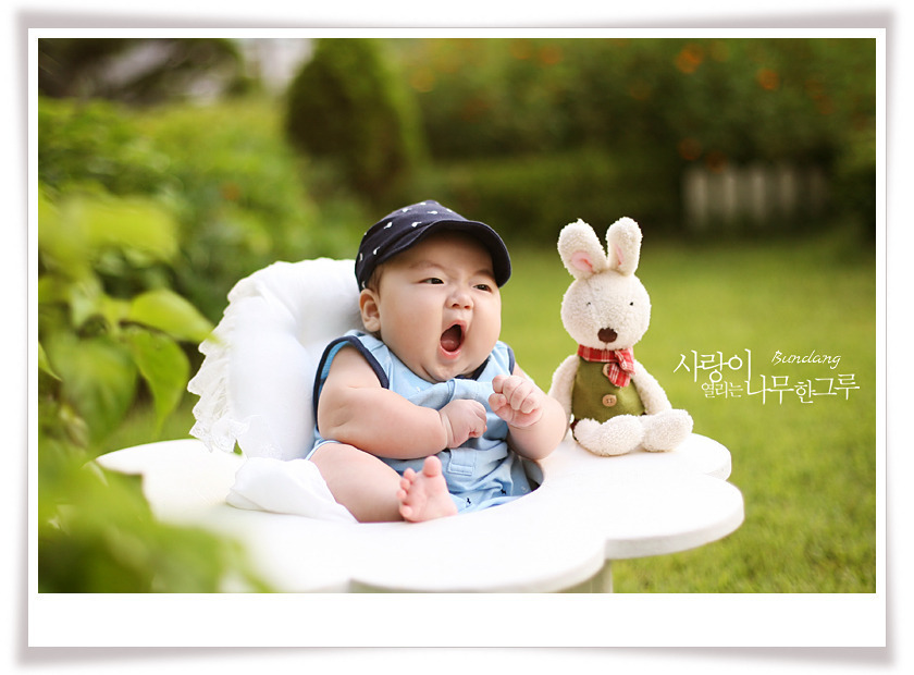 레몬트리 이미지