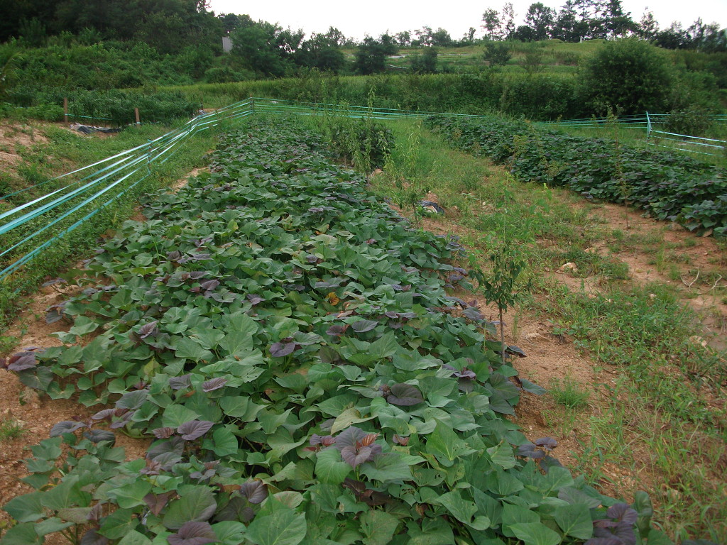 옥천풍경 이미지