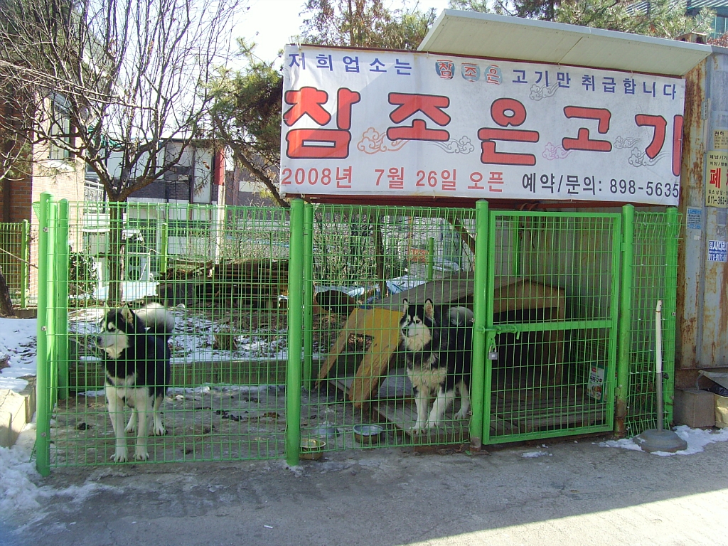 참조은고기 이미지