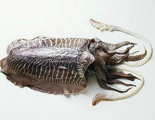 192932424DE2FCCA22696A