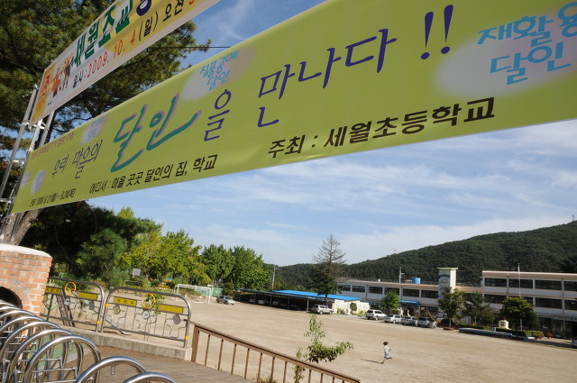 대현유화 이미지