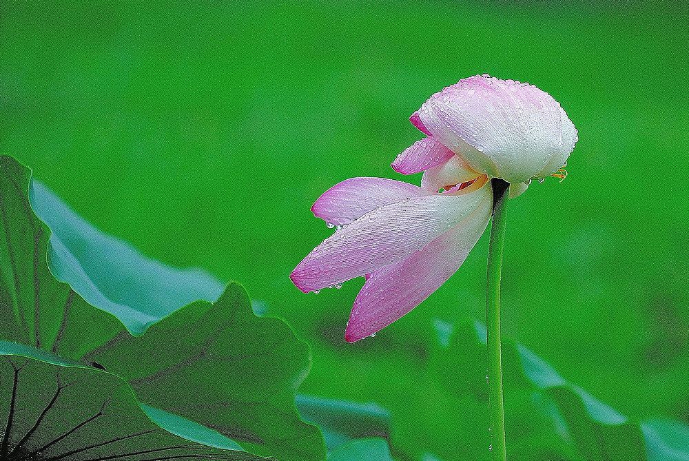 은연 이미지