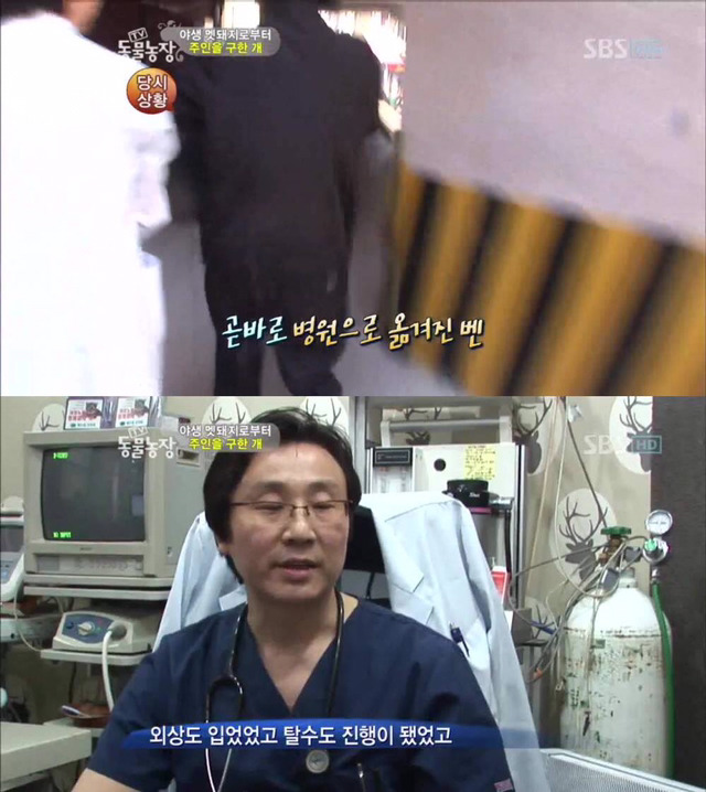 야생 멧돼지로부터 주인을 구한 개 | 인스티즈