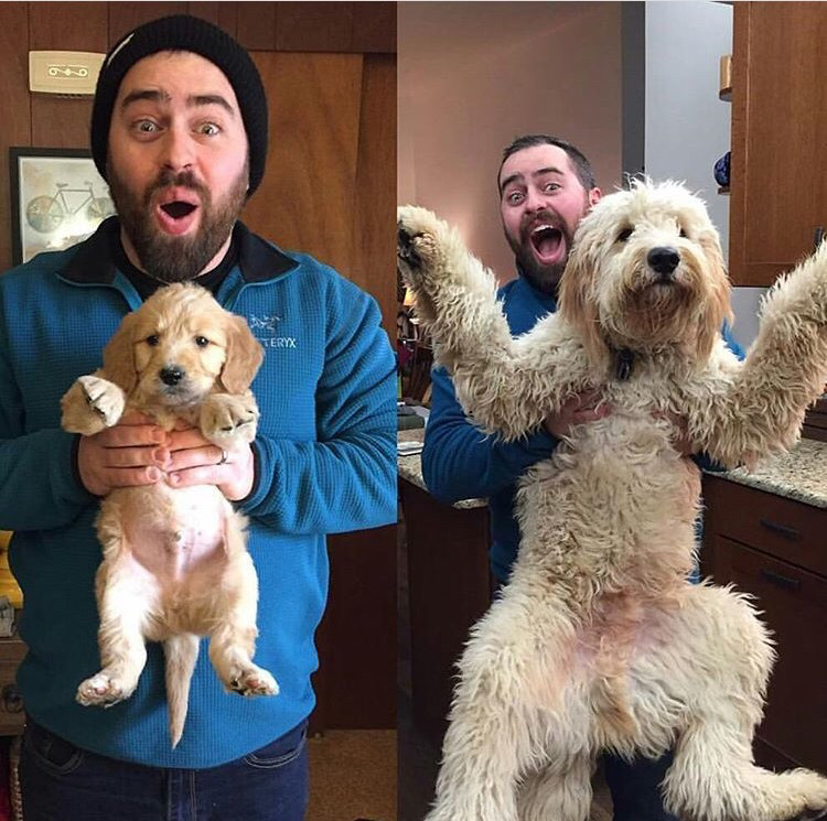 대형견의 매력❤️ (feat.성장과정) | 인스티즈