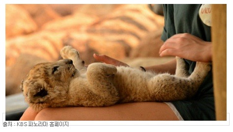 사람손에 키워지고 사람손에 죽임당하는 아프리카의 사자들.jpg | 인스티즈