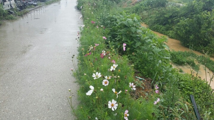 텃밭야채 이미지