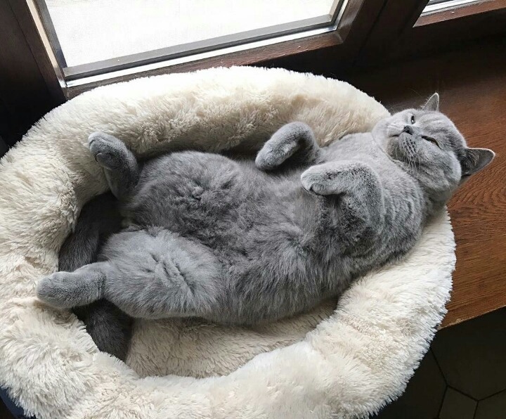 어디서나 잘자는 냥이 | 인스티즈